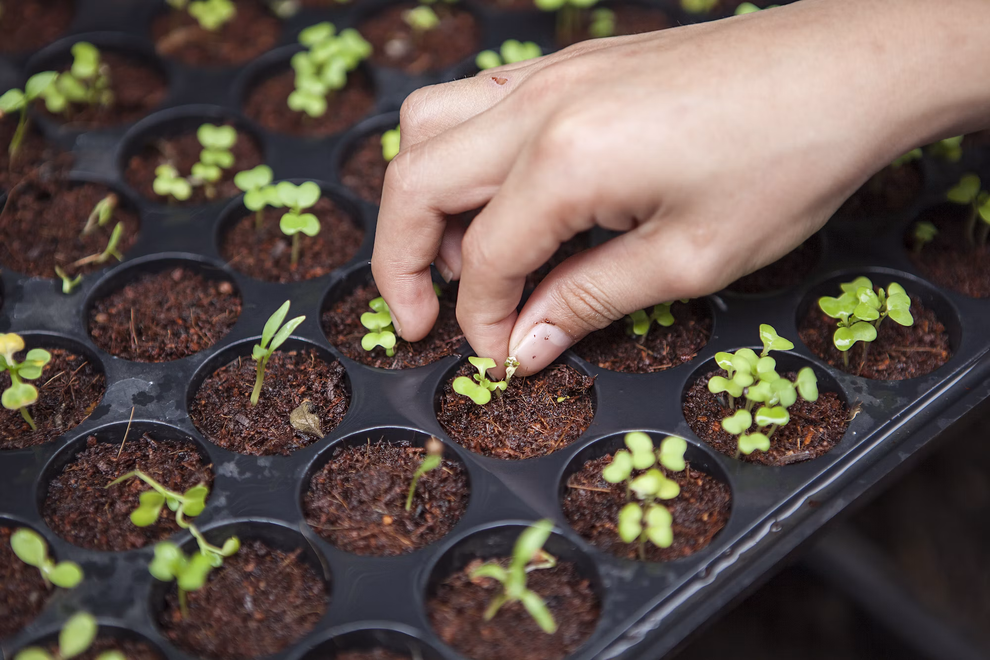 Agricultural Bio-Tech